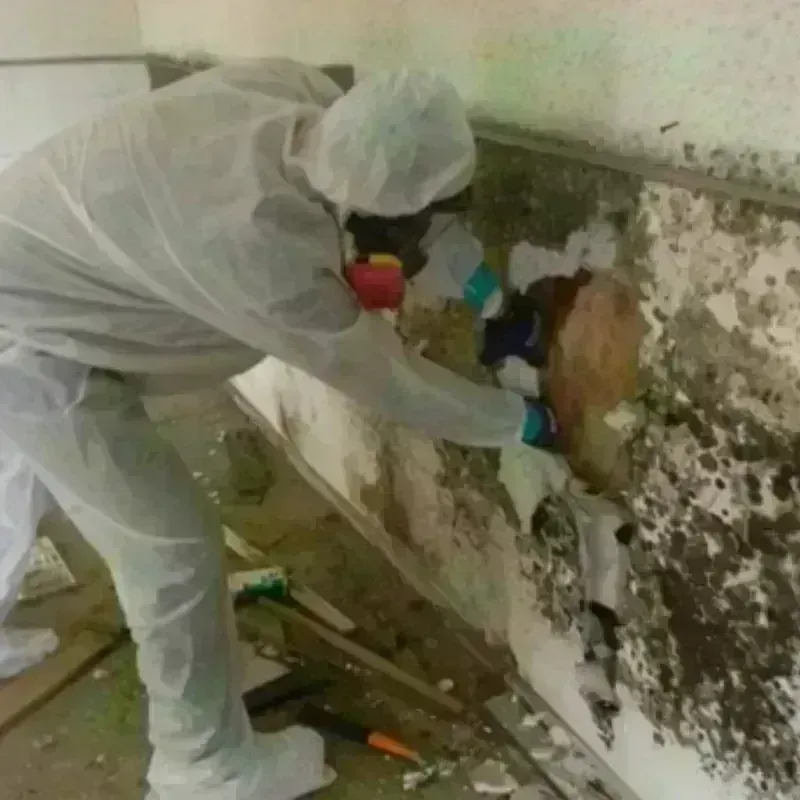 Mold Remediation and Removal in Redwater, TX